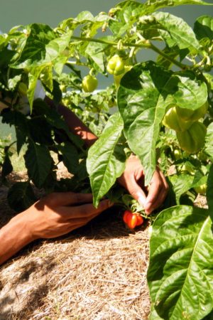 Hot-pepper-plants-and-fruits-being-examined-for-differences-in-fruit-yield-and-quality-1024x768