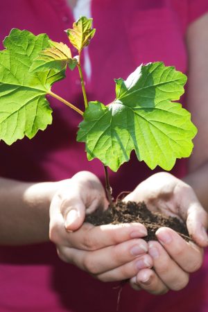 A new green  tree life in hands